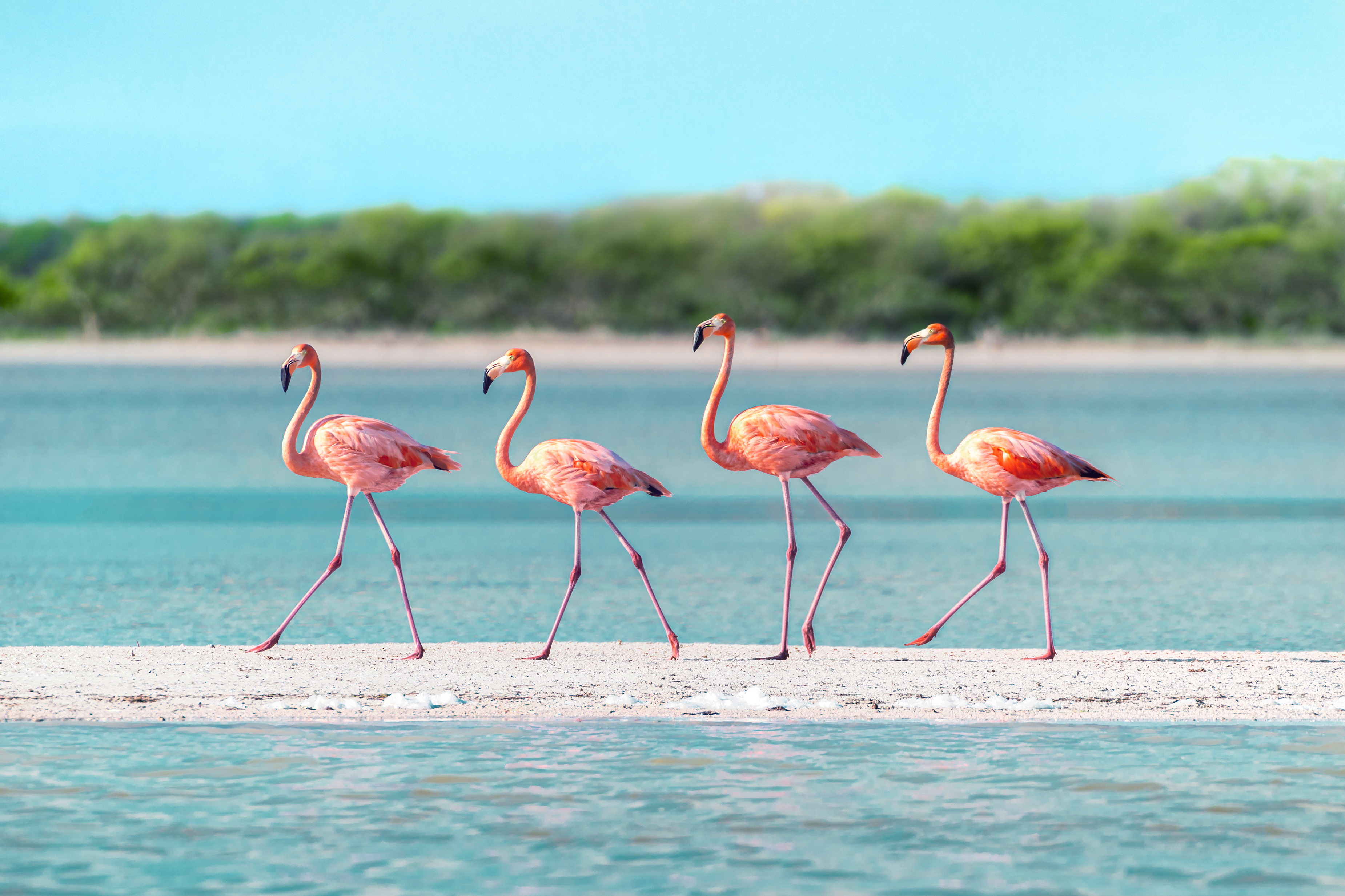 Лучшие фото Wildlife photographer Фламинго